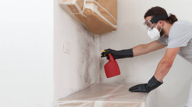 Basement Mold Remediation treatment on basement walls in Montville