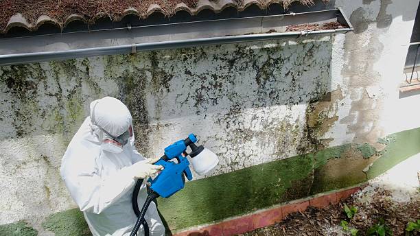 Mold Removal service in Montville